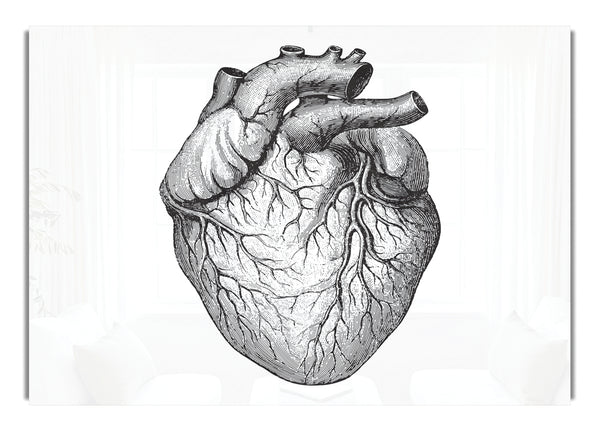 Anatomy Of The Heart