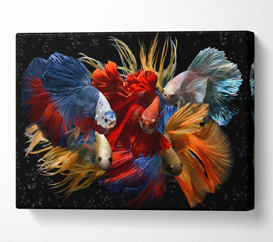 Picture of Siamese Fighting Fish Canvas Print Wall Art