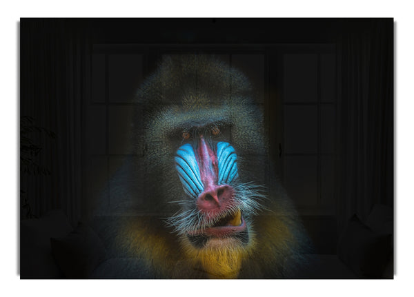 Mandrill Anger