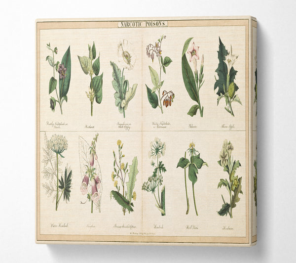 A Square Canvas Print Showing Flower Illustrations Square Wall Art