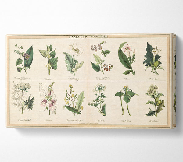 Blumenillustrationen