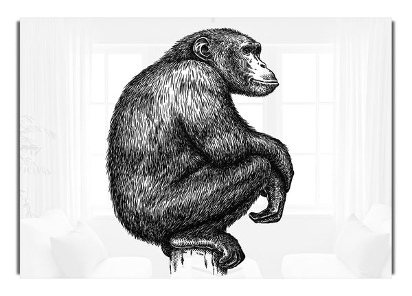 Chimpanzee Sitting