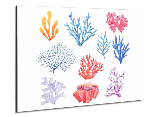 Sea Life Coral