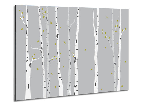 Birch Trees On Grey