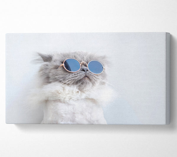 The Cat In Glasses