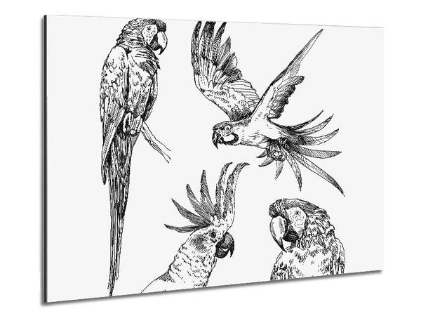 Parrots In Flight Illustration