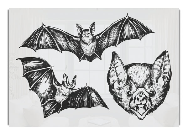 The Trio Of Bat Illustrations