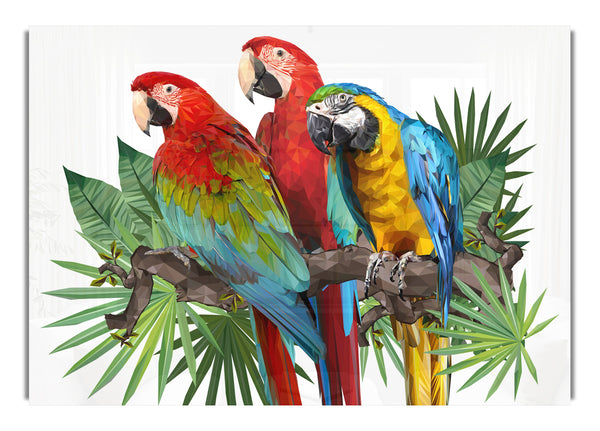 Three Parrots On A Branch