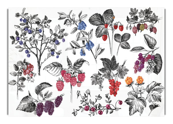 Collage Of Flowers And Berries