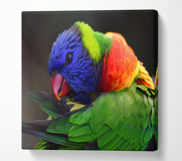 A Square Canvas Print Showing Colourful Parrot Feather Peck Square Wall Art