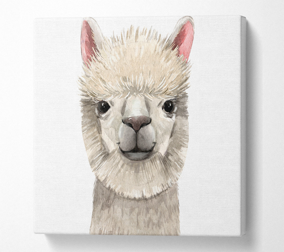 A Square Canvas Print Showing Llama Drama Square Wall Art