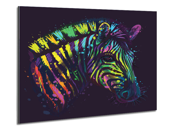 Regenbogen Zebra Leben