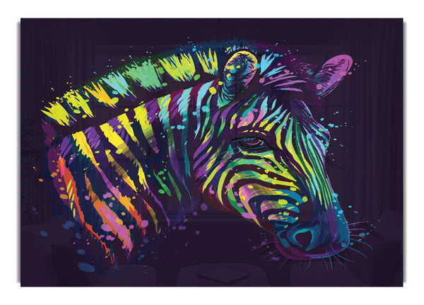 Rainbow Zebra Life