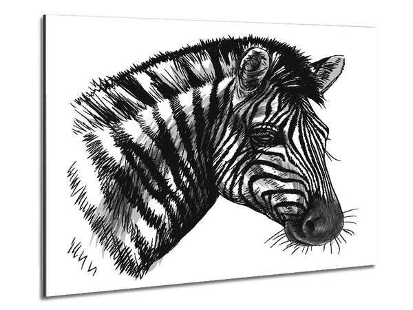 Black And White Zebra Head