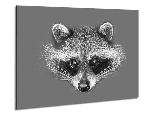 Raccoon On Grey