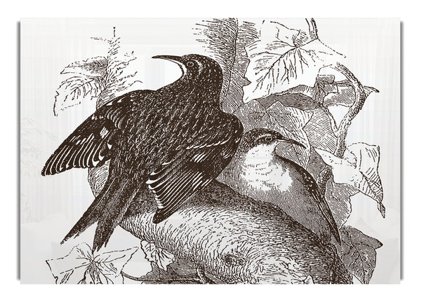 Old British Illustration Of Birds