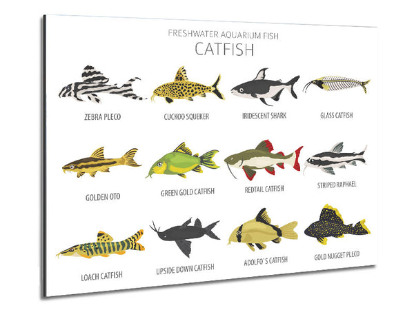 Catfish Chart