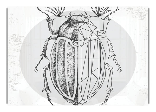 The Beetle Sketch