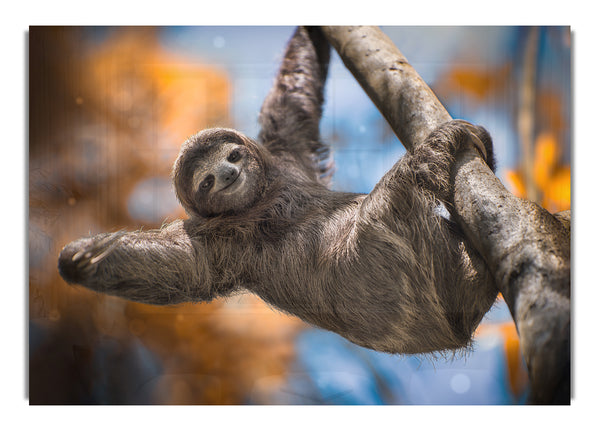 Sloth Hanging From A Tree