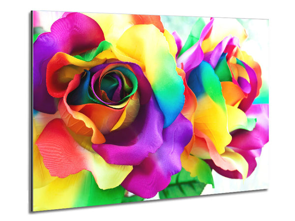 Multi Coloured Roses Close