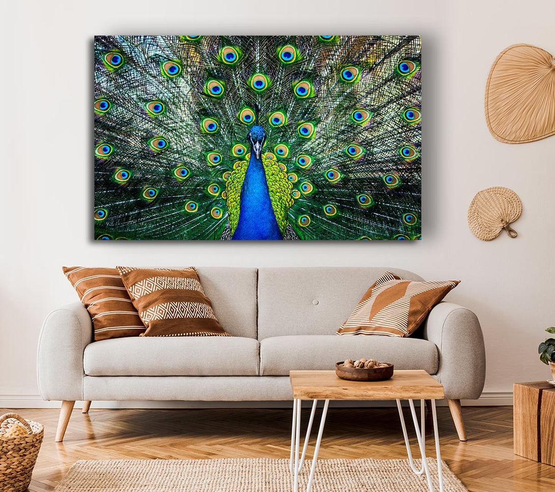 Picture of Peacock Plume Canvas Print Wall Art