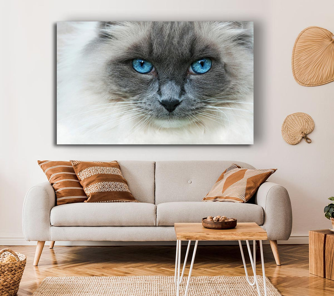 Picture of Ragdoll Cat Face Canvas Print Wall Art