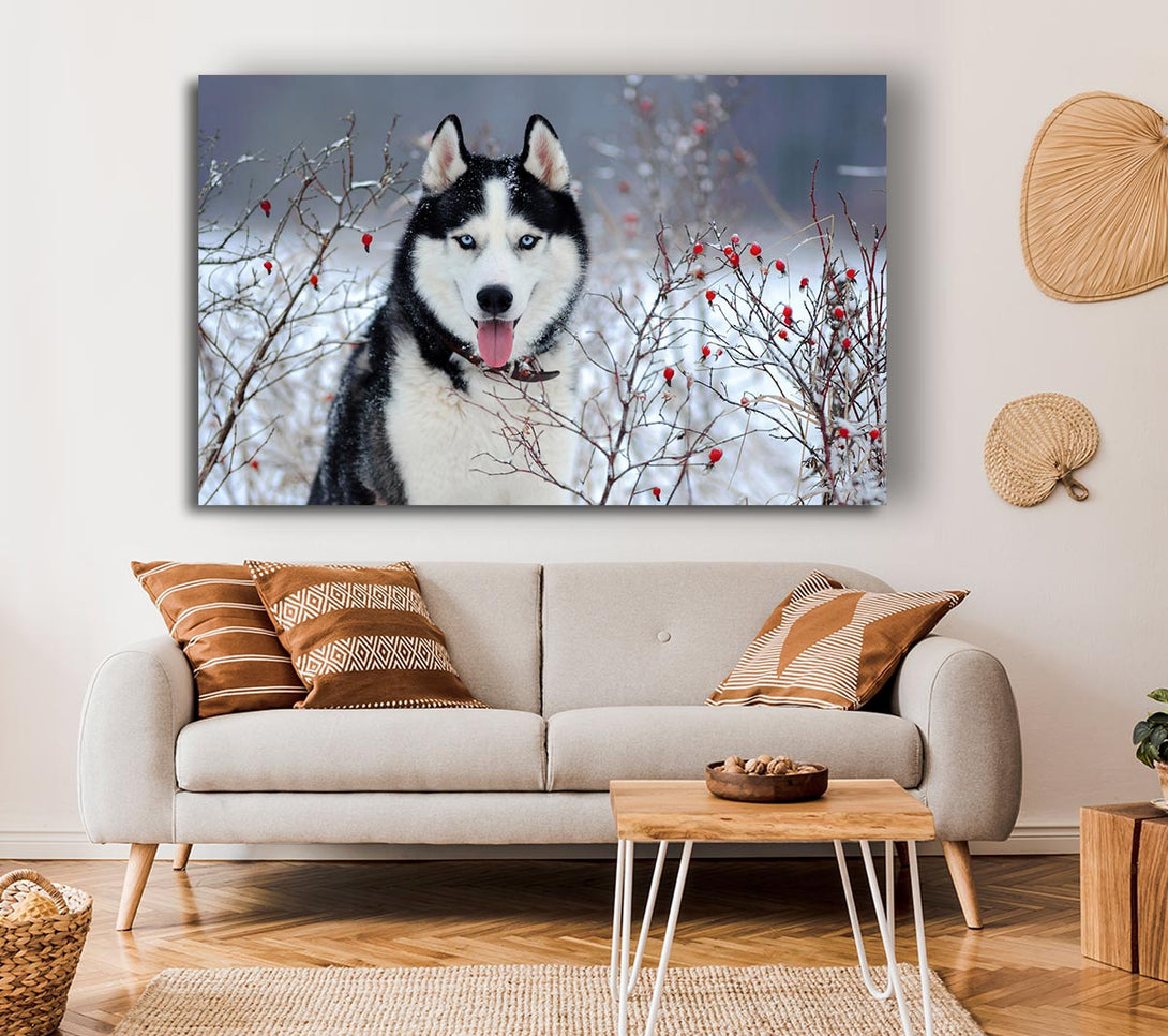 Picture of Husky Dog In The Winter Canvas Print Wall Art