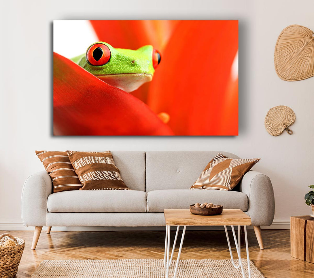 Picture of Red Leaf Frog Canvas Print Wall Art