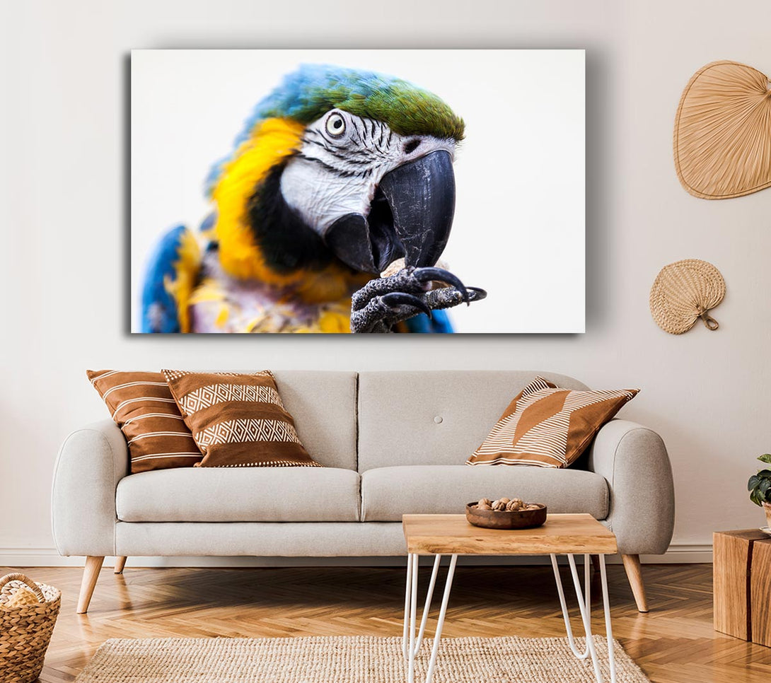 Picture of Parrot Care Canvas Print Wall Art