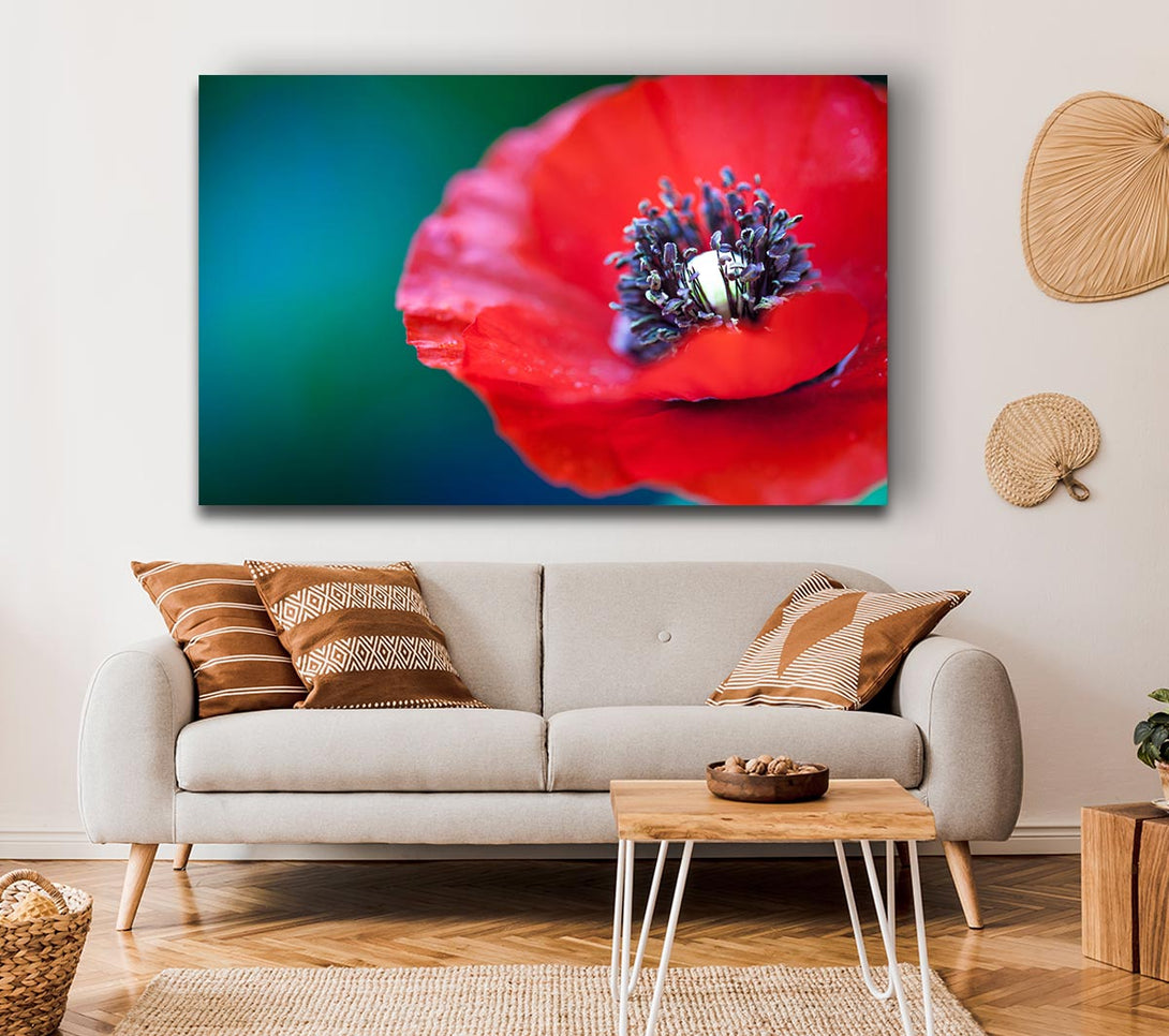 Picture of close look inside a poppy Canvas Print Wall Art