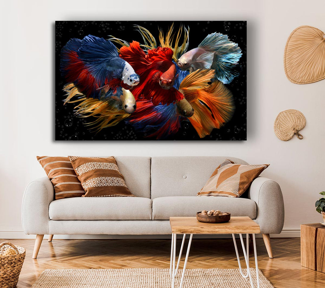 Picture of Siamese Fighting Fish Canvas Print Wall Art