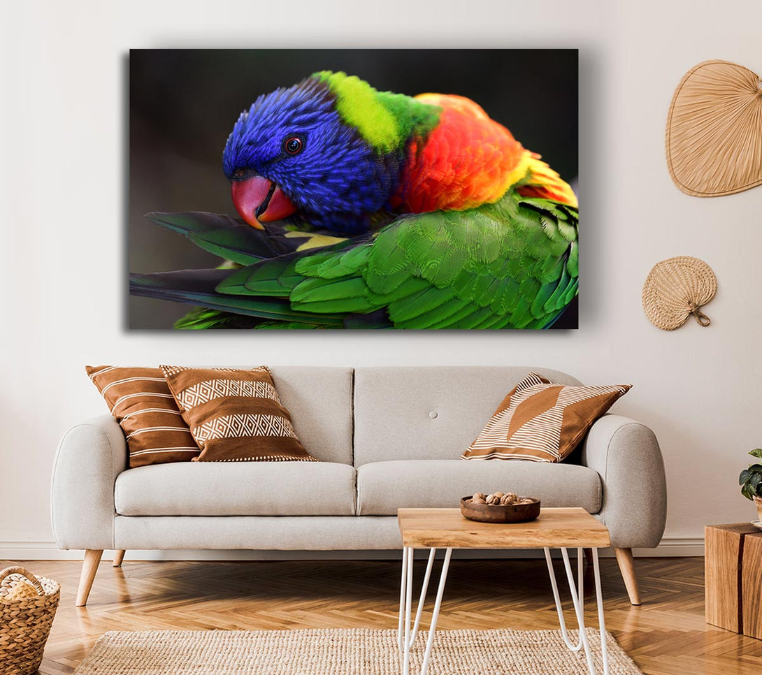 Picture of Colourful Parrot Feather Peck Canvas Print Wall Art