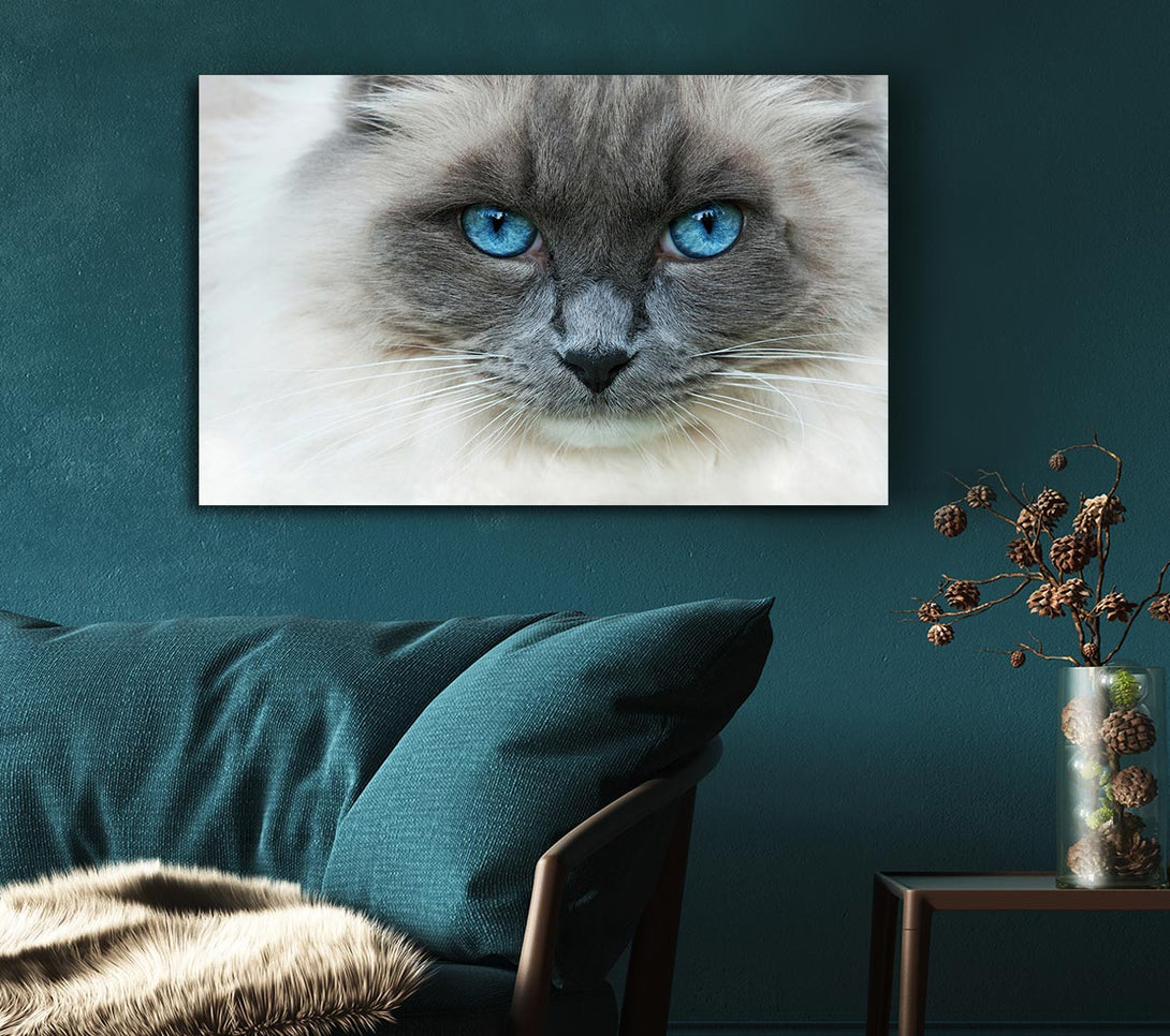 Picture of Ragdoll Cat Face Canvas Print Wall Art