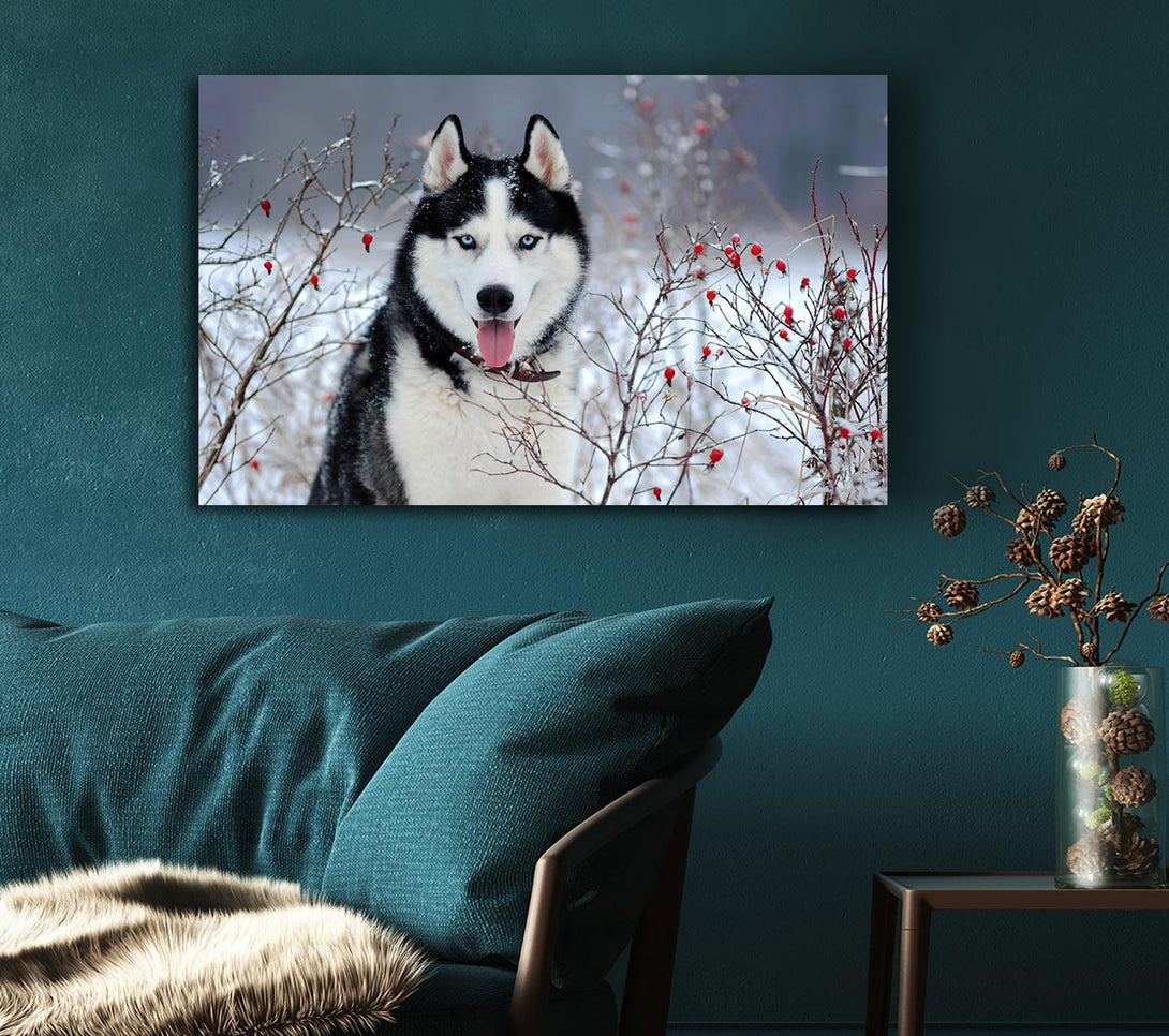 Picture of Husky Dog In The Winter Canvas Print Wall Art