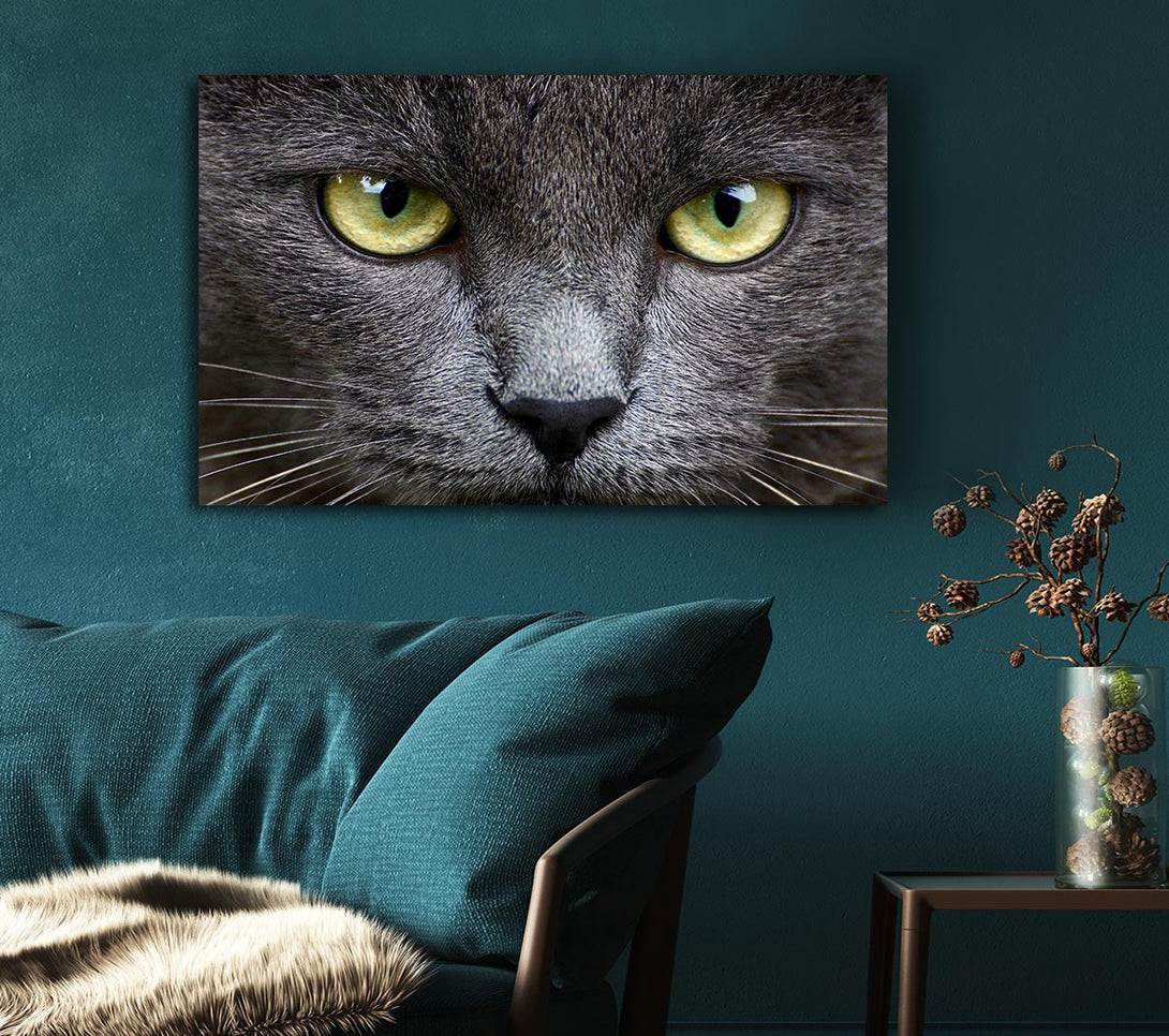 Picture of Smokey Grey Cat Canvas Print Wall Art