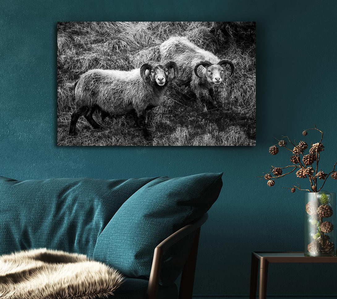 Picture of Ram Duo Canvas Print Wall Art