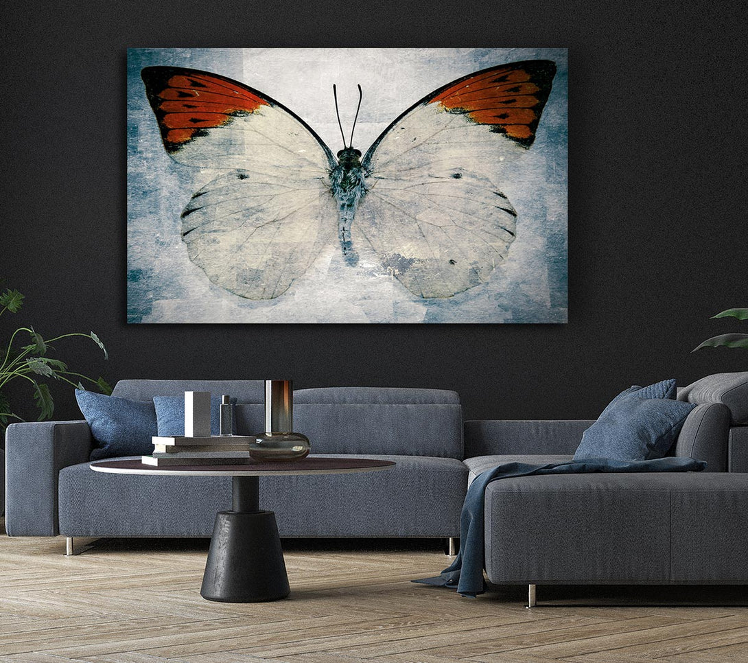 Picture of Orange Tipped Butterfly Canvas Print Wall Art