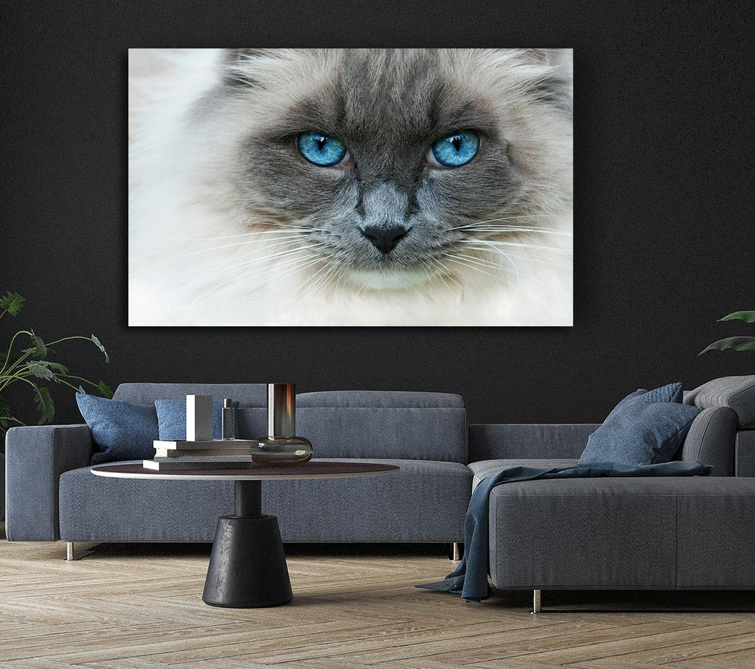 Picture of Ragdoll Cat Face Canvas Print Wall Art