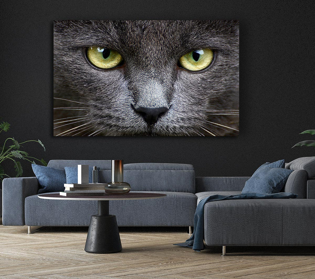 Picture of Smokey Grey Cat Canvas Print Wall Art