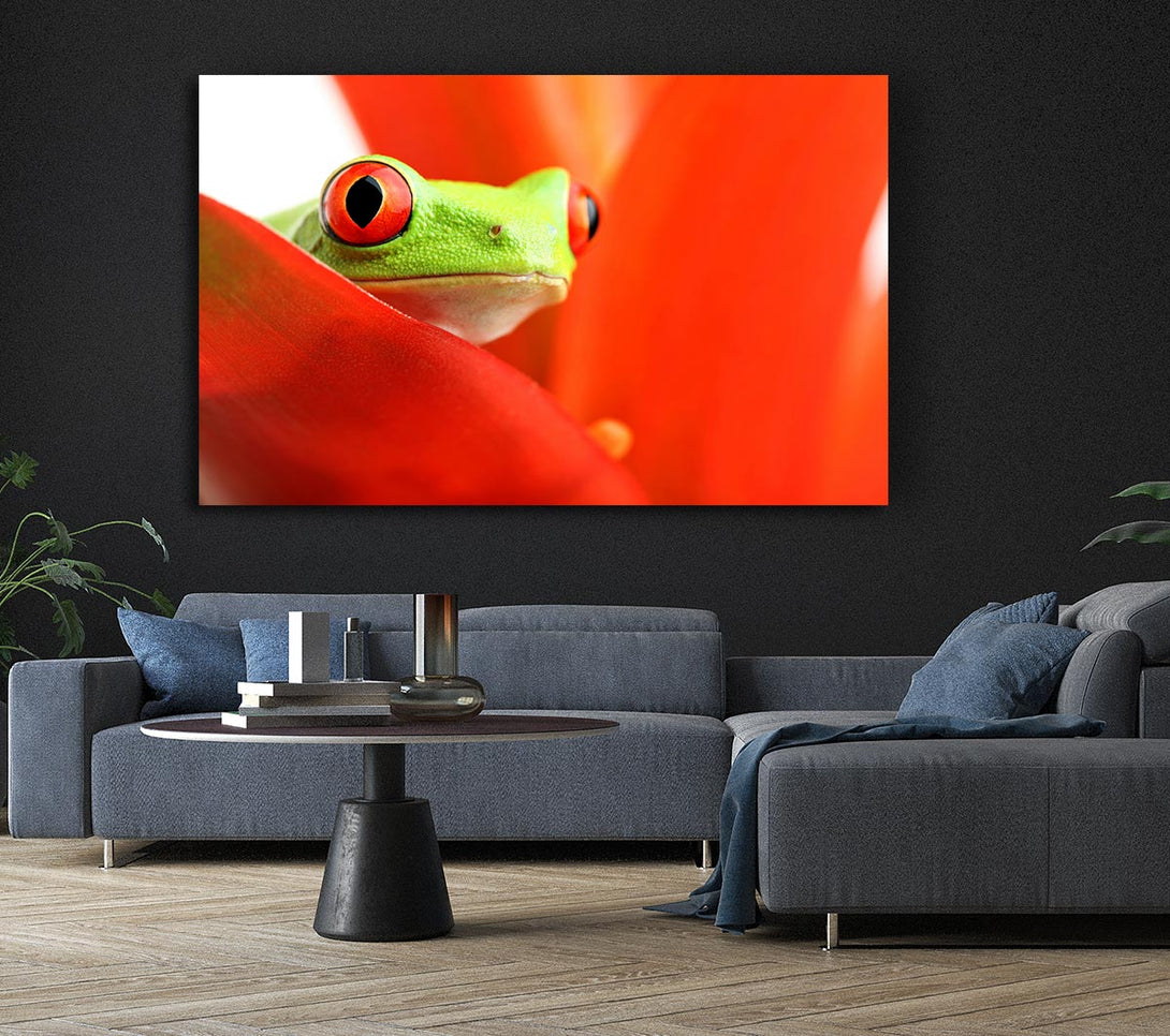 Picture of Red Leaf Frog Canvas Print Wall Art