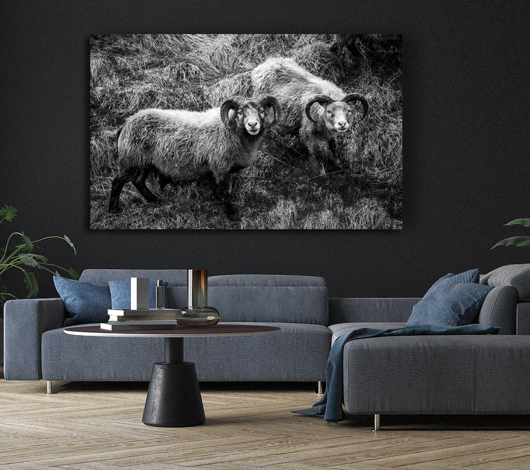 Picture of Ram Duo Canvas Print Wall Art