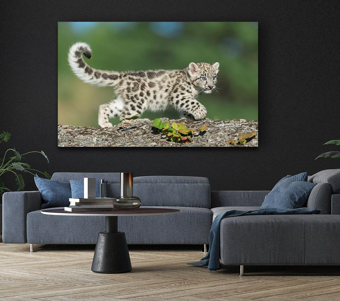 Picture of Leopard Cub walking a branch Canvas Print Wall Art