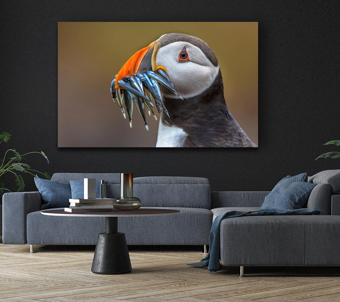 Picture of Puffin with a mouthall of fish Canvas Print Wall Art