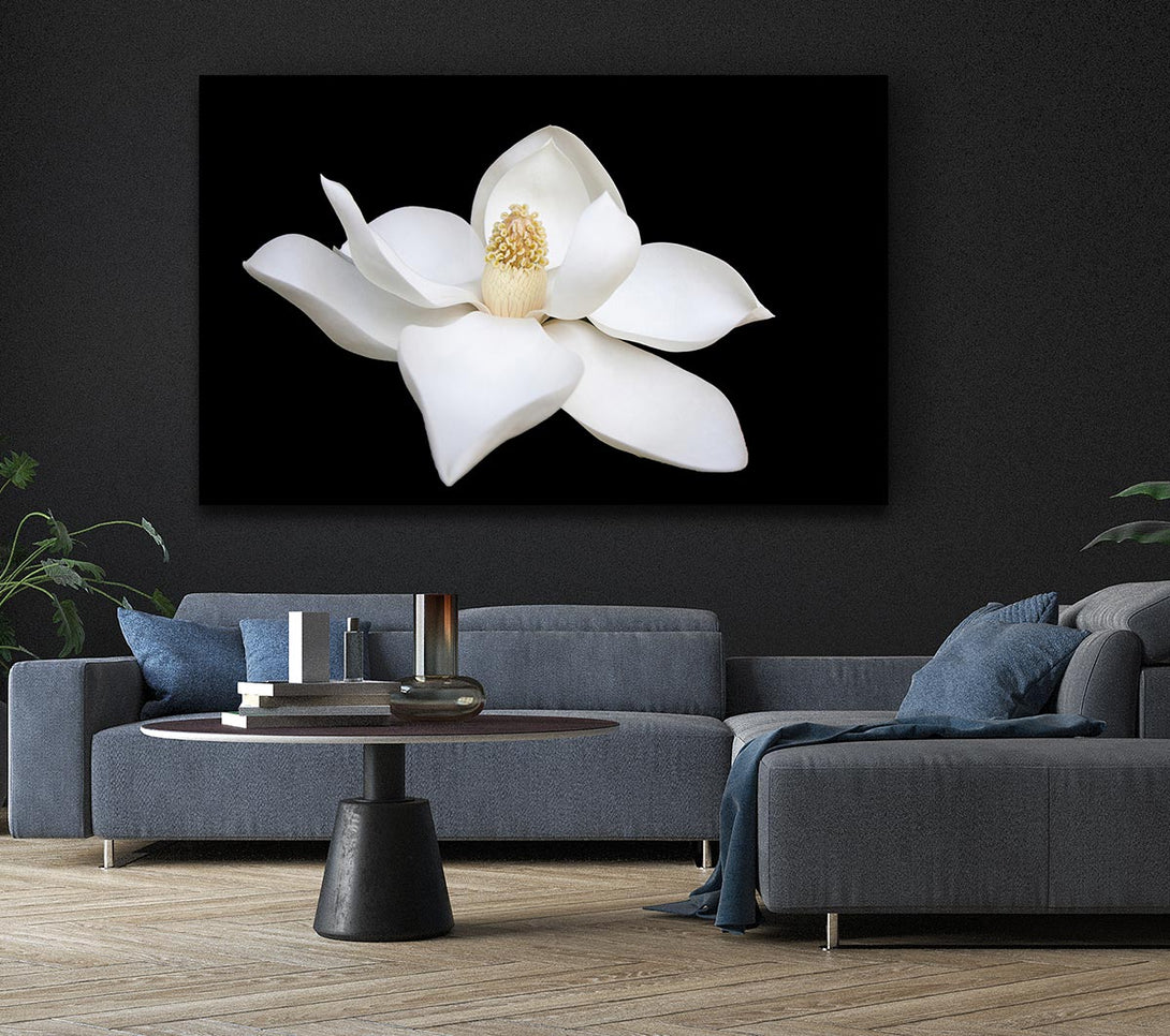 Picture of White flower on black delicate Canvas Print Wall Art