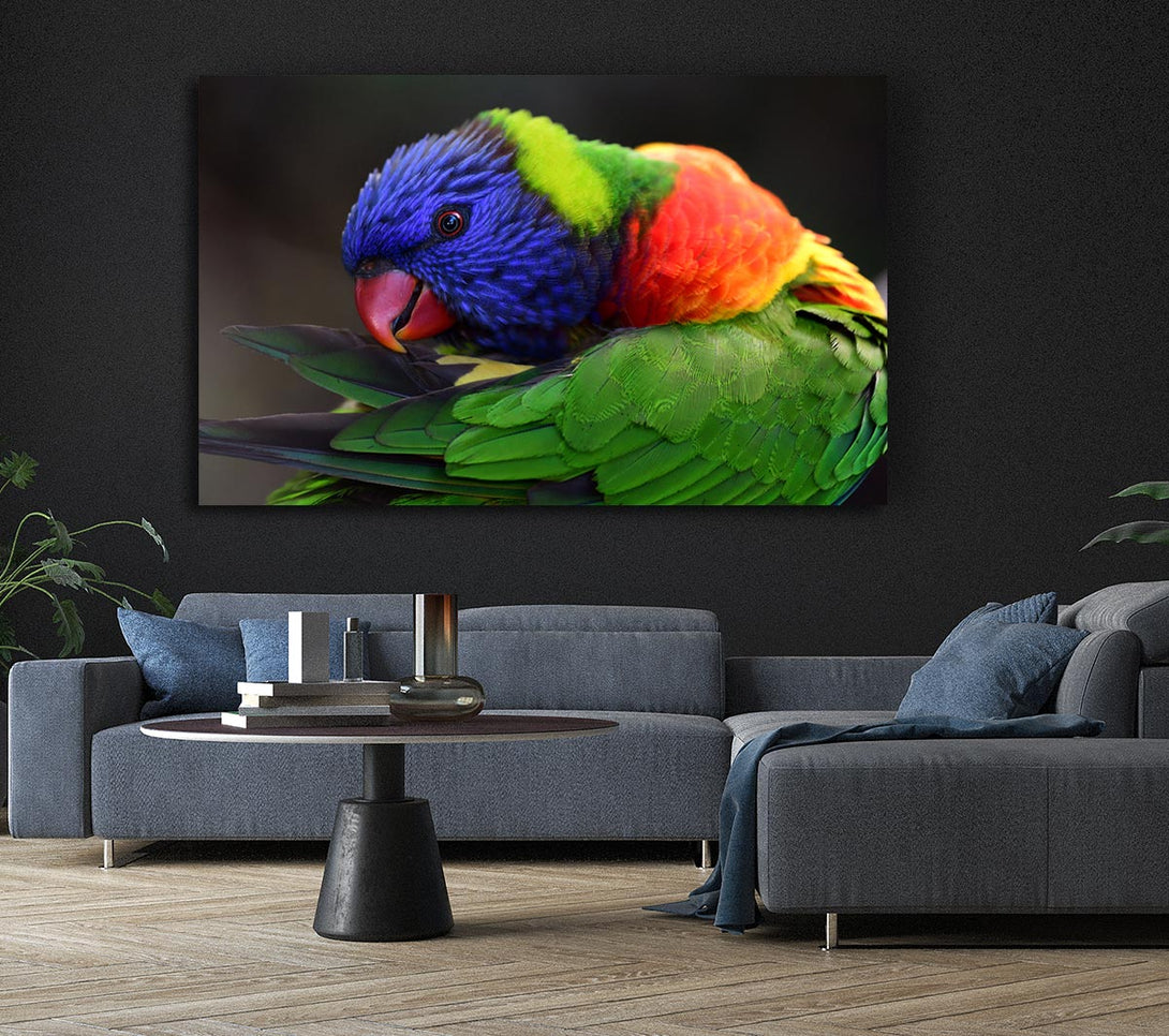 Picture of Colourful Parrot Feather Peck Canvas Print Wall Art